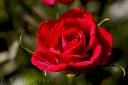 Flower Gifter