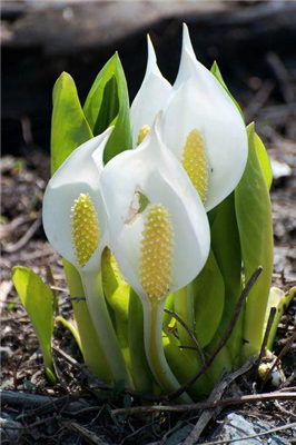 Beautiful Flowers
