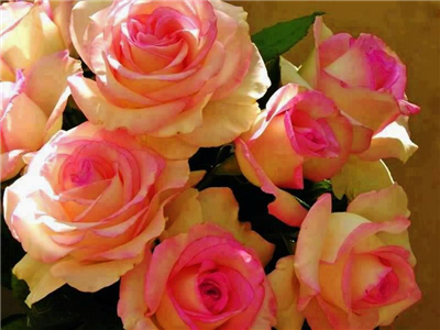 Roses