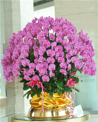 Beautiful Flowers