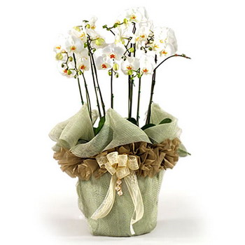 Beautiful Flowers