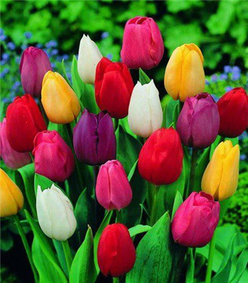 Beautiful Tulips