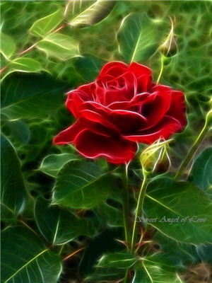Red Rose
