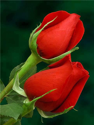 Have a nice day