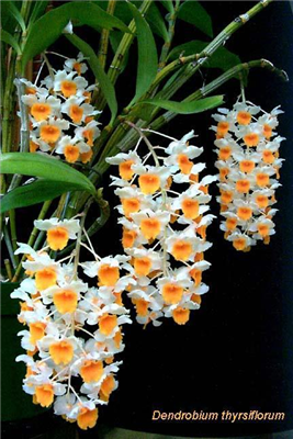 Beautiful Flowers