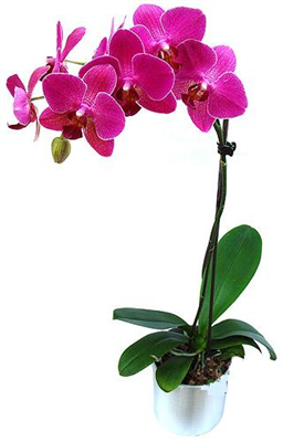 Beautiful Flowers