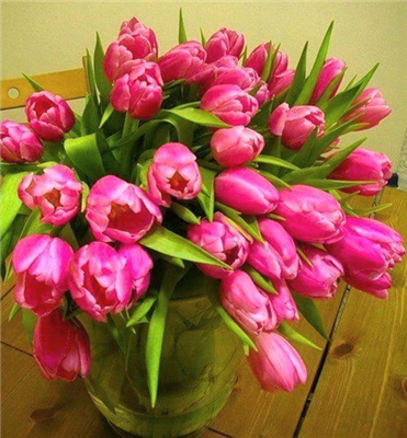  Beautiful Tulips