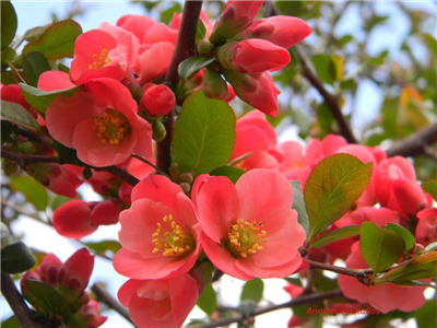 Beautiful Flowers