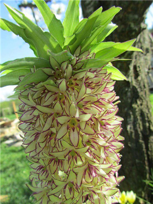 Beautiful Flowers