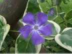 Fleurs