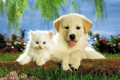 ¿Eres Gato O Perro
