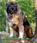 Köpek Hediye Et
