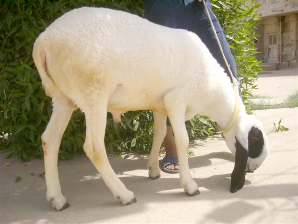 Black n White Sheep