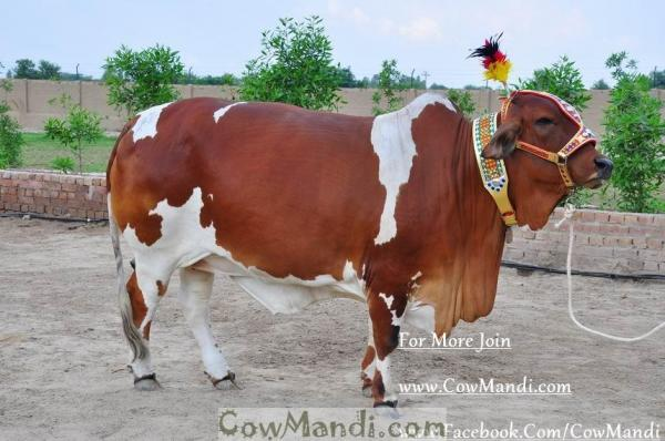 Cow 'Saheewal Ki Shahzadi'
