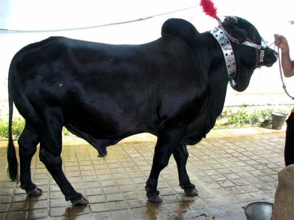 Black Bull
