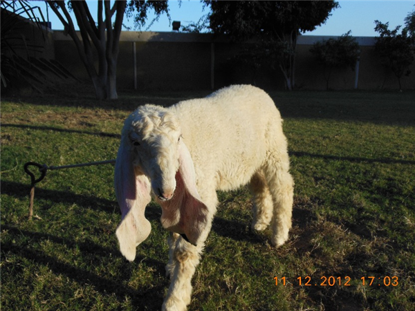 White Sheep