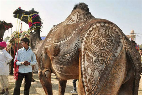 Camel with art designing