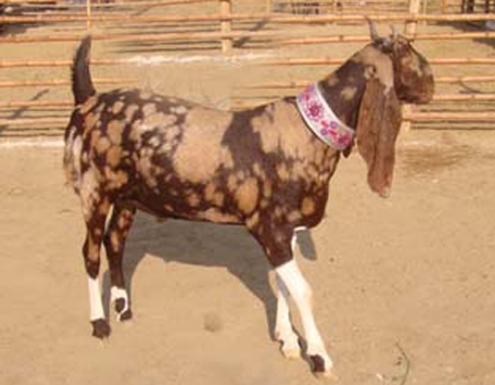 Beauty Brown