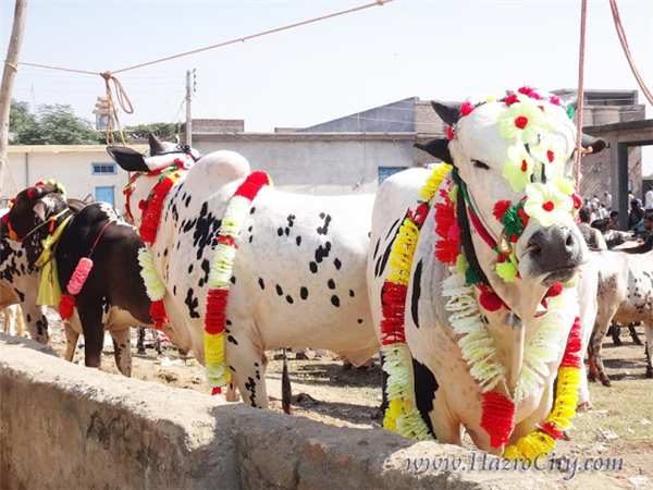 A Cute Bulls Couple