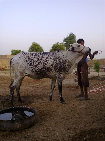 Black n White Cow