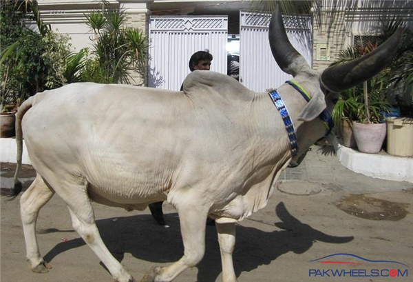 Bull with Big Sing!