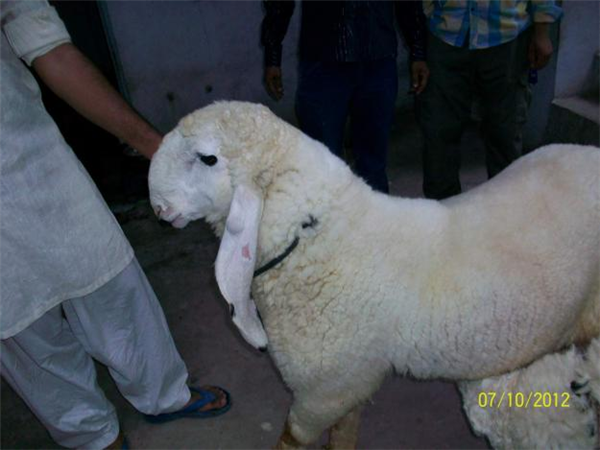 Cute Sheep