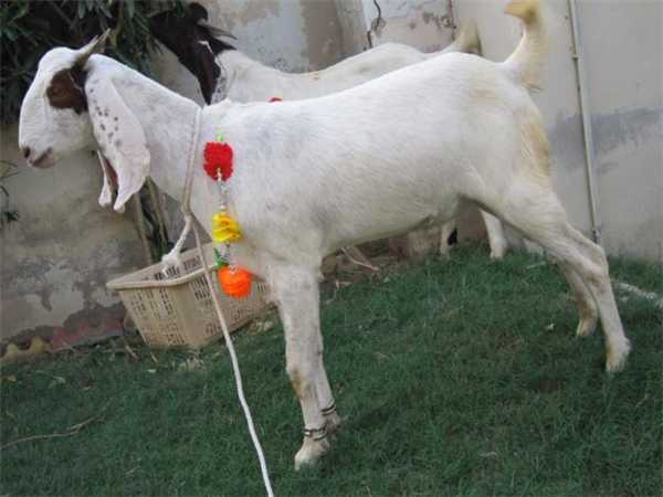 White Goat (Bakra)