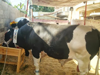 Australian Bull