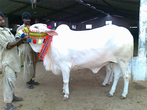 White Queen Cow 2