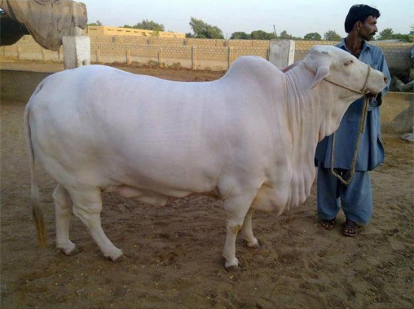 White Queen Cow 