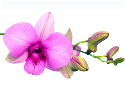 Una orquidea delas que crecen en sanfer