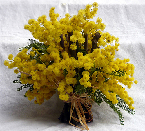 Festa delle donne