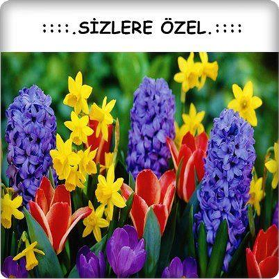 Harika Cicekler
