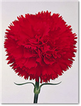 Nbhs Carnation Day!