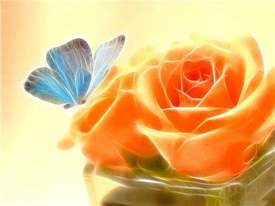 rosa