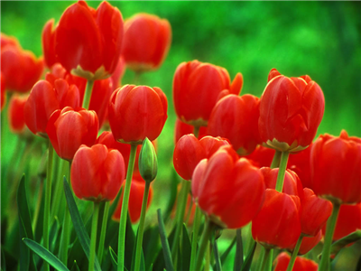 tulipano