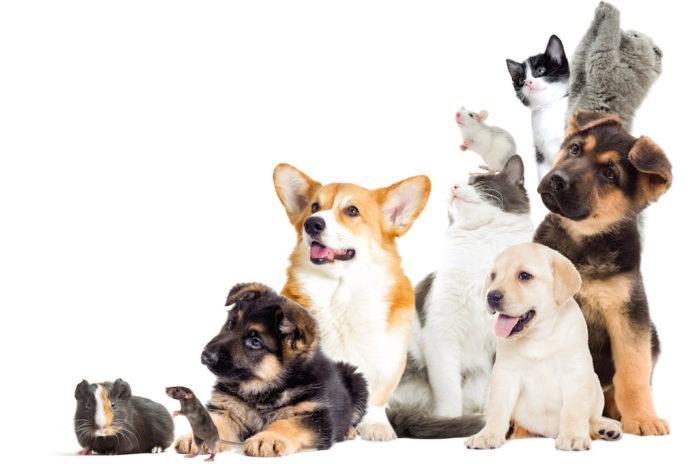Qual'è L'animale Domestico Più Adatto A Te?!