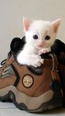 a cat