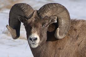 KAMPFSHEEP