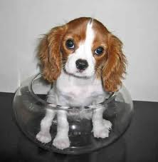 Cavalier King Charles Spainel