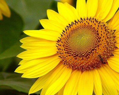 Girasol