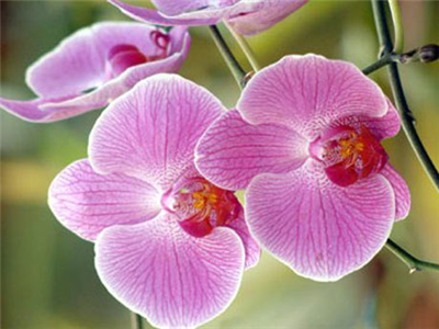 Orquideas