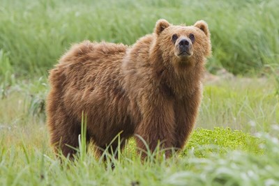Bear'i ne kadar iyi tanıyorsun ?