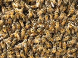swarm of bees (curse)