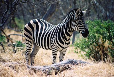 Quel Animal Est Tu?