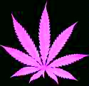 Smoke Weed Everyday