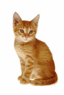 orange cat