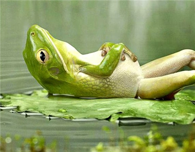 green frog