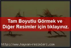 Çalışkan Mısın