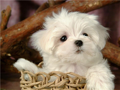 cute dogy